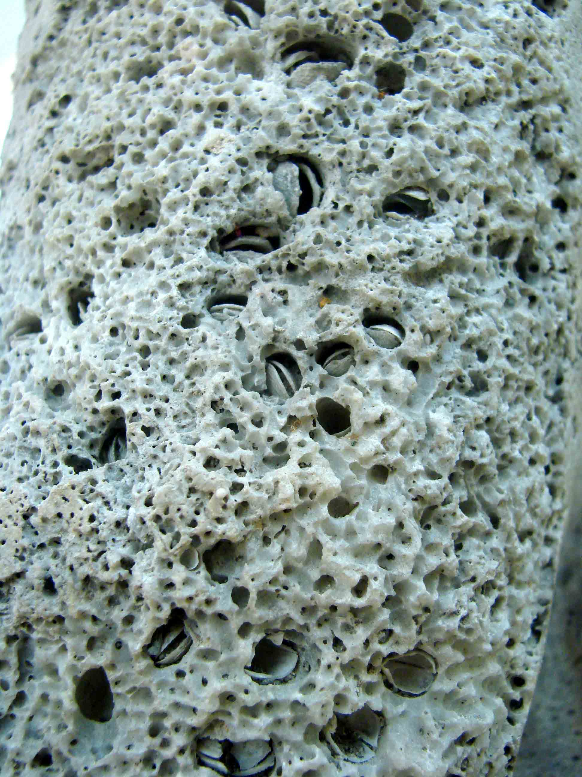 l'' imperatore Decimus Coelius Balbinus ed i suoi fossili...: